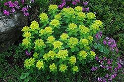 Euphorbia (Cushion Spurge), Polychroma