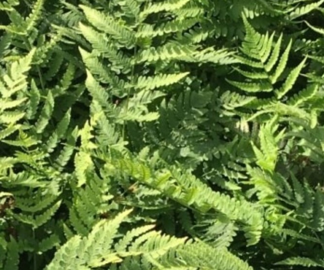 Ferns, Eastern Wood