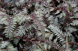 Ferns, Japanese Painted Regal Red