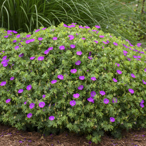 Geranium, New Hampshire Purple