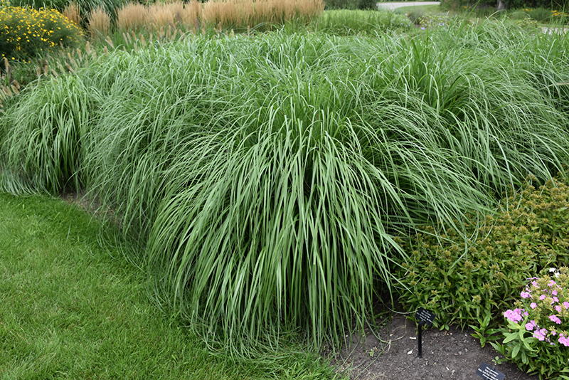Grass, Pennisetum Cayenne