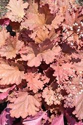 Heuchera (Coral Bells), Peachberry Ice