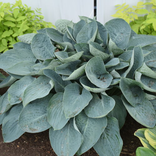 Hosta, Above the Clouds