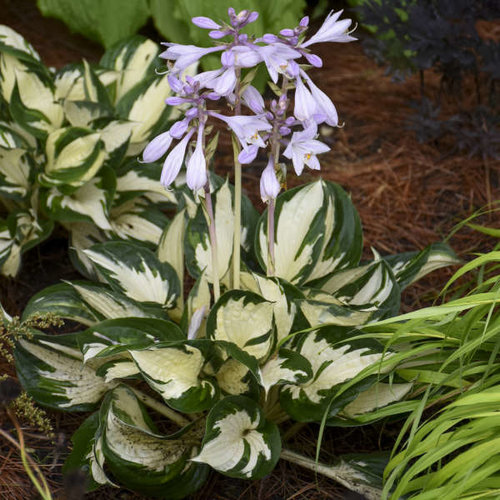 Hosta, Fire & Ice