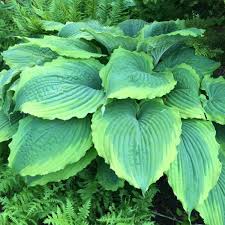 Hosta, Spartacus