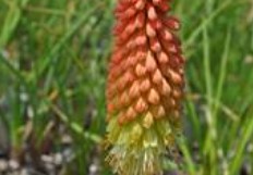 Kniphofia (Red Hot Poker), Border Ballet