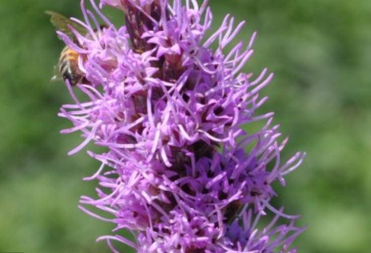 Liatris (Gayfeather), Spicata