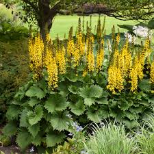 Ligularia, Bottle Rocket