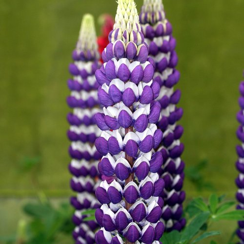 Lupinus (Lupine), Westcountry Blacksmith