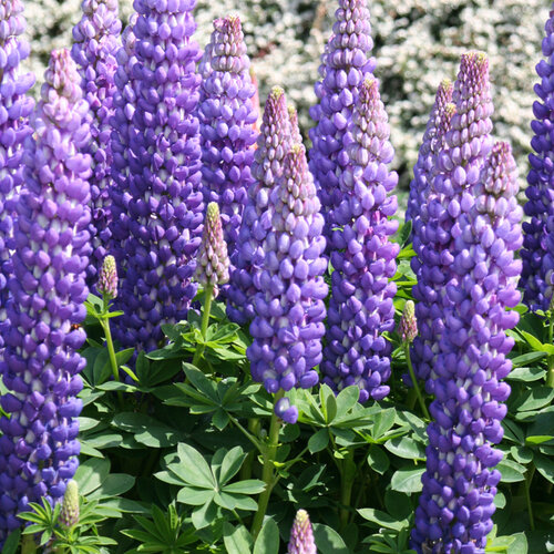 Lupinus (Lupine), West Country Persian Slippers