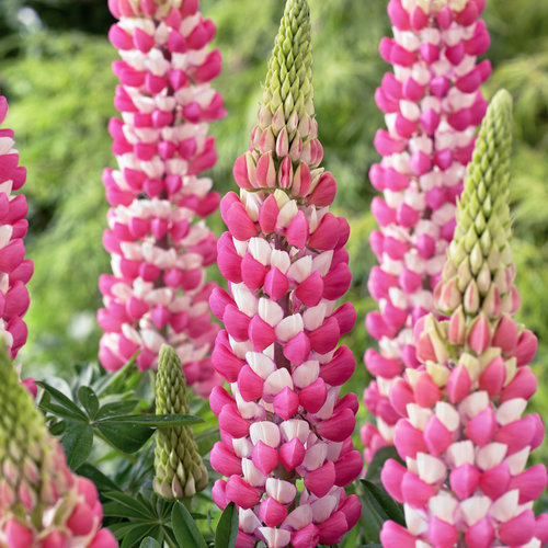 Lupinus (Lupine), West Country Rachel de Thame