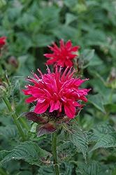 Monarda (Bee Balm), Fireball