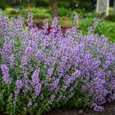 Nepeta (Catmint), Cat's Meow
