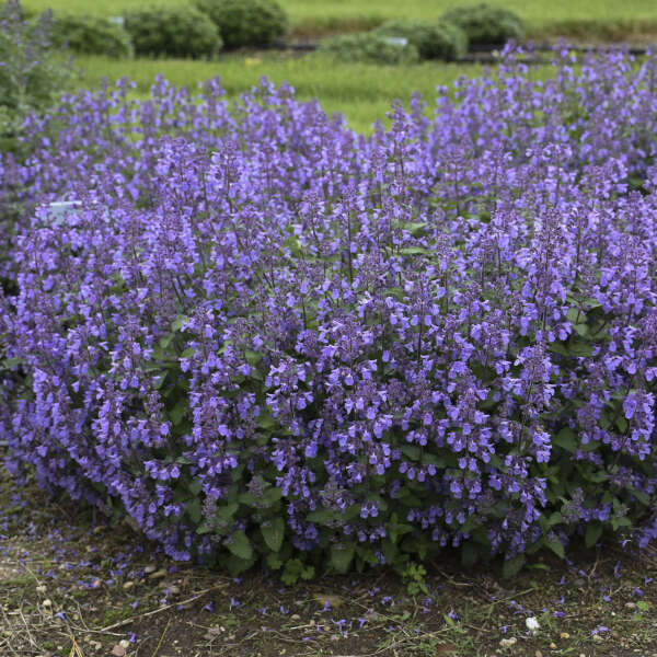 Nepeta (Catmint), Picture Purrfect