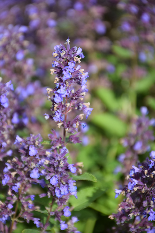 Nepeta (Catmint), Whispurr