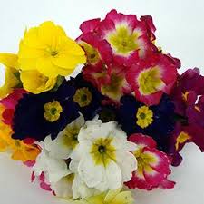 Primula (Primrose), Super Nova Mix