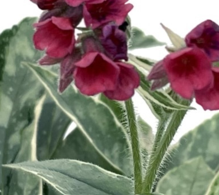 Pulmonaria (Lungwort), Raspberry Frost