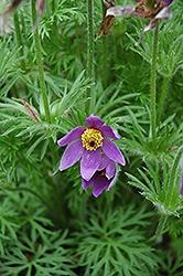 Pulsatilla (Pasque Flower), Vulgaris