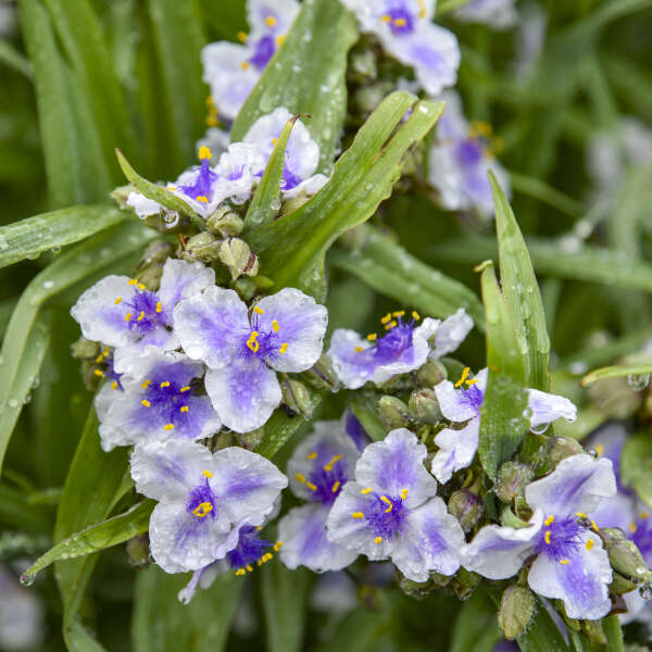 Tradescantia (Spiderwort), Webmaster