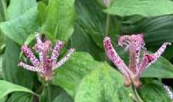 Tricyrtis (Toad Lily), Miyazaki