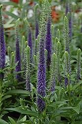 Veronica (Speedwell), Royal Candles