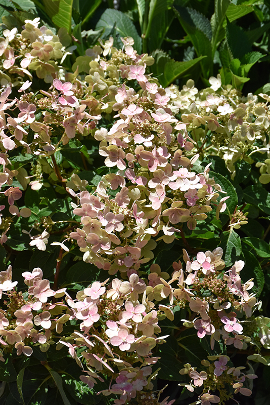 Hydrangea, Early Evolution