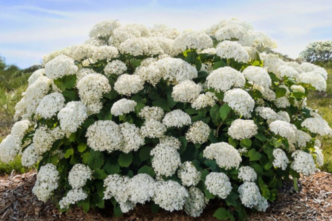 Hydrangea, Flowerfull