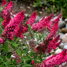 Buddleia, Prince Charming