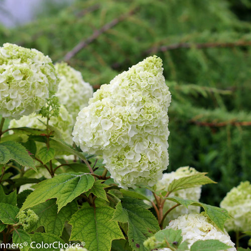 Hydrangea, Gatsby Moon