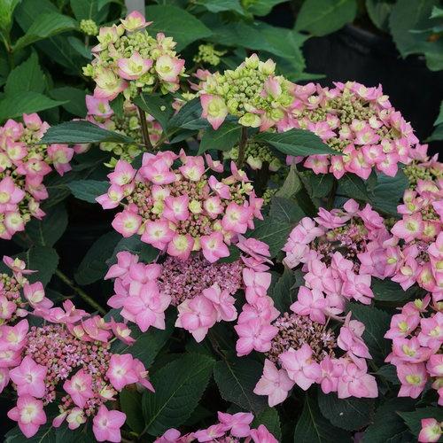 Hydrangea, Let's Dance Can Do