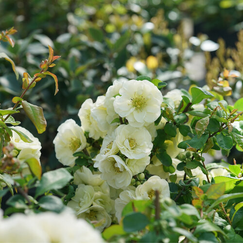 Chaenomeles (Quince), Double Take Eternal White