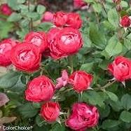 Roses, Oso Easy Double Red