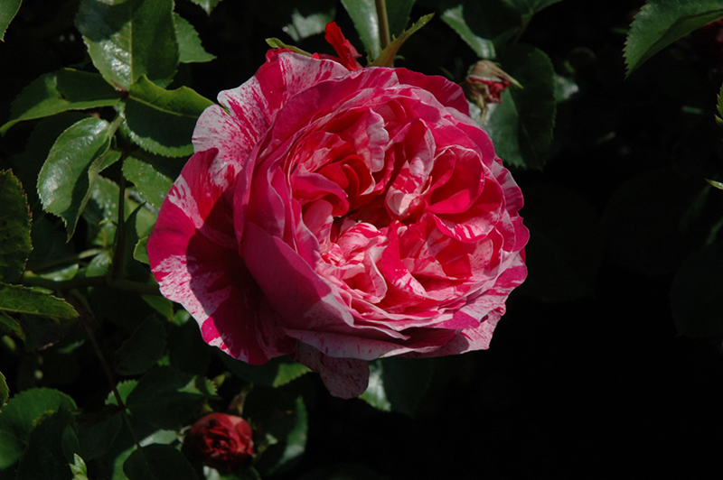 Roses, Raspberry Cream Swirl