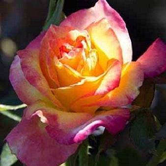 Roses, True Bloom Sincerity