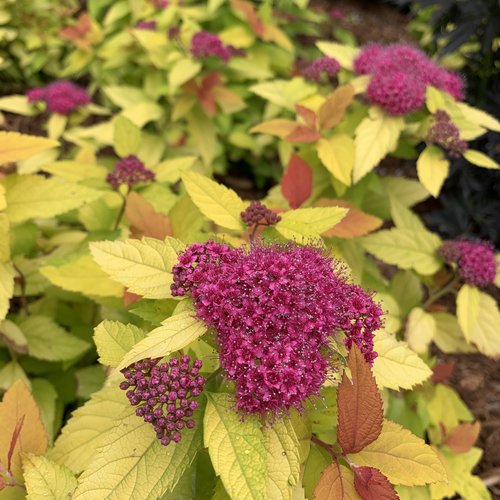 Spirea, Double Play Candy Corn