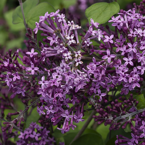 Syringa (Lilac), Bloomerang Dark Purple