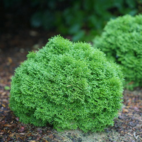 Thuja, Tator Tot