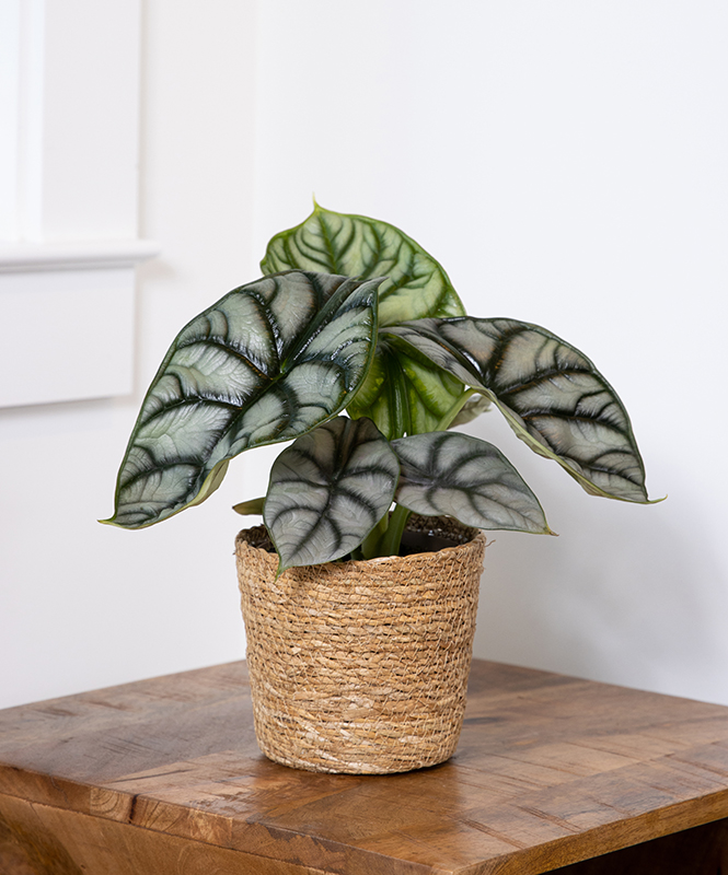 Alocasia, Silver Dragon