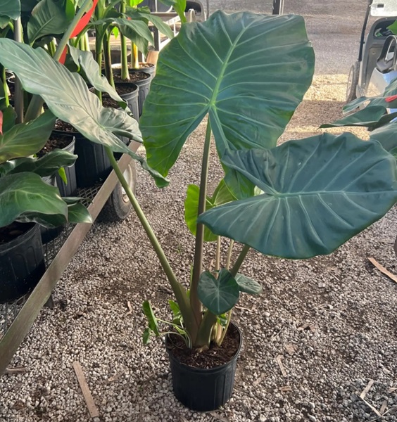 Alocasia, Kuching Mask