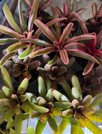 Bromeliad, Neo Regelia Assorted Varieties 