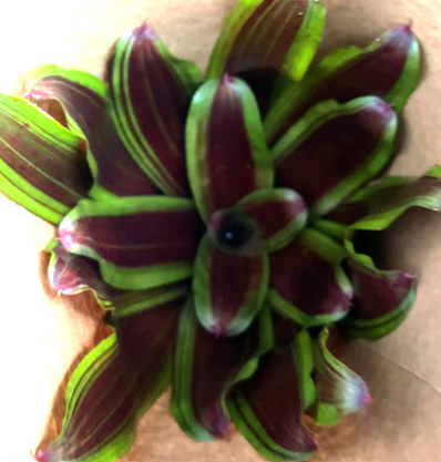 Bromeliad, Neo Regelia Namaskar