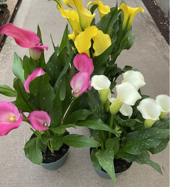 Calla Lily, Assorted