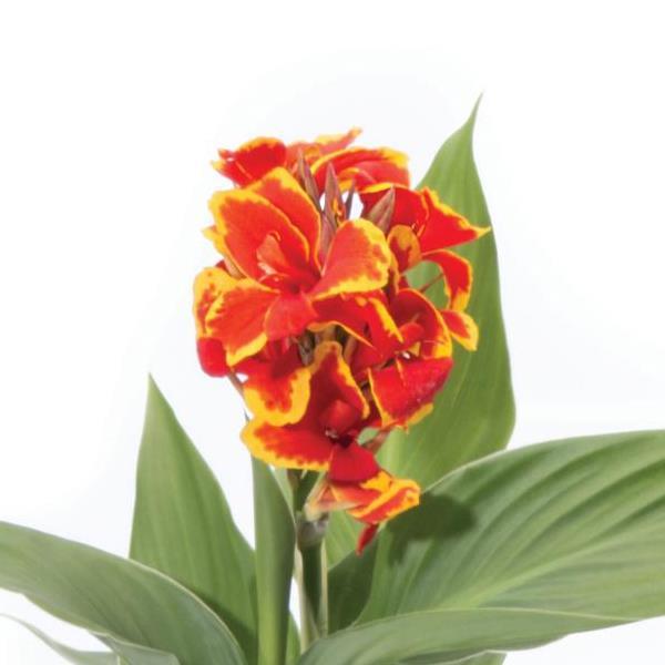 Canna, Red Gold Flame