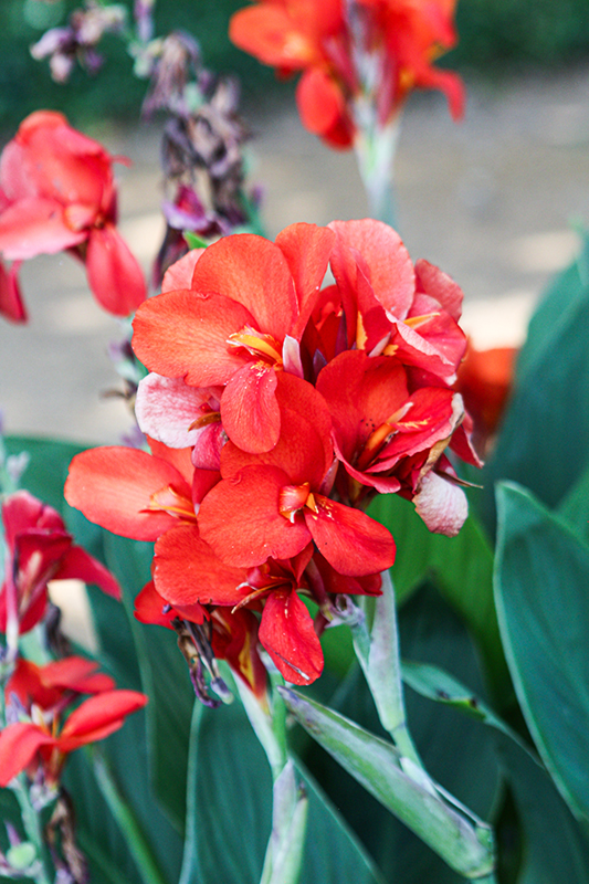 Canna, Scarlet Mega