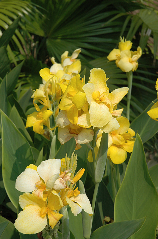 Canna, Yellow Mega