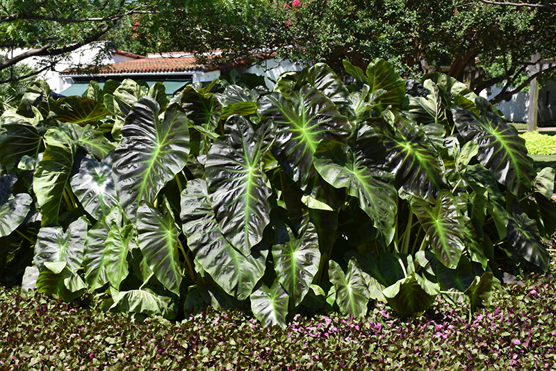 Colocasia, Aloha