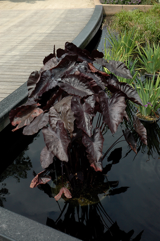 Colocasia, Black Coral