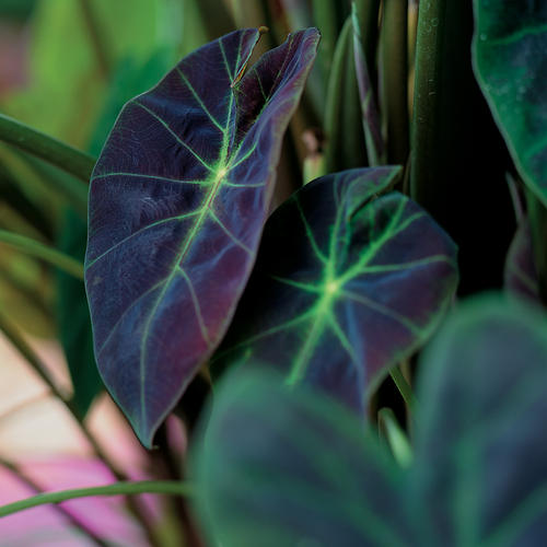 Colocasia, Illustris