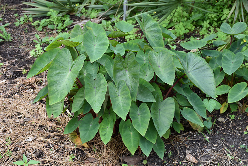 Colocasia, White Lava