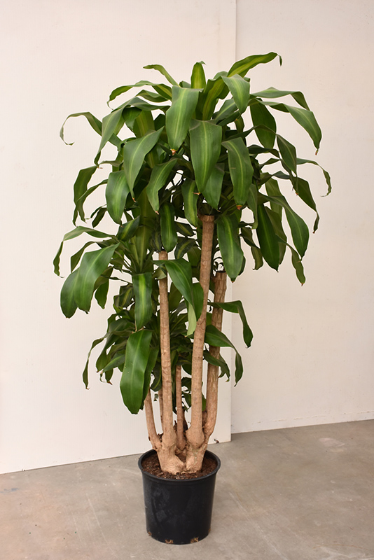 Dracaena, Cane 3 2 1